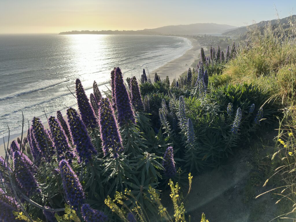 A view of the ocean from above with purple flowers.